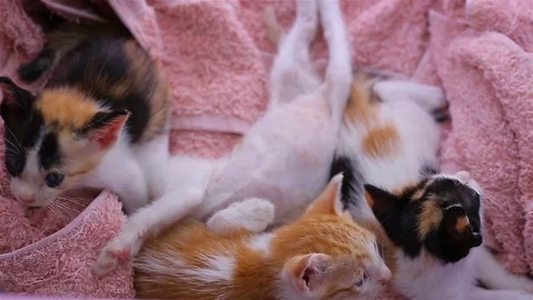 Baby cat in basket Video stock 80978075