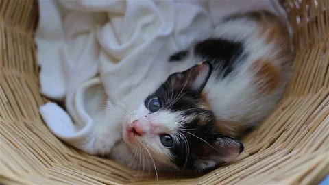 Baby cat in basket Stock Footage 80978137