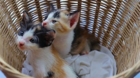 Baby cat in basket Video stock 80978275