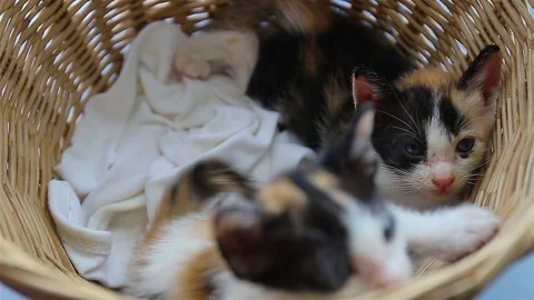 Baby cat in basket Stock Footage 80978405