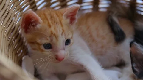 Baby cat in basket Video stock 80978511
