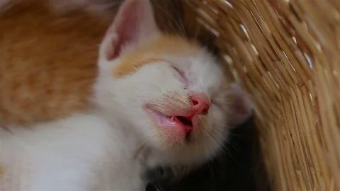 Baby cat in basket. Stock Footage 80978743