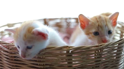 Baby cat in basket. Stock Footage 80978785