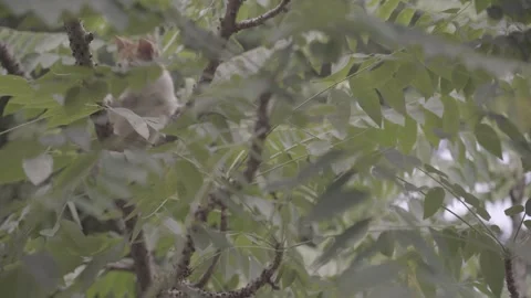 Baby cat climbing a tree 스톡 동영상 310449266