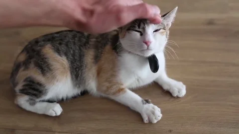 Baby cat enjoys being caressed Stock Footage