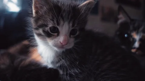 Baby cat Stock Footage 77776063