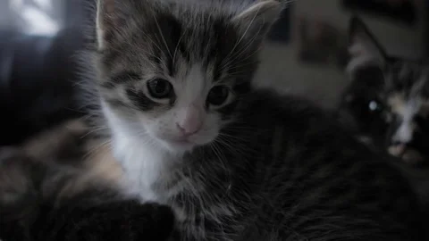 Baby cat Stock Footage