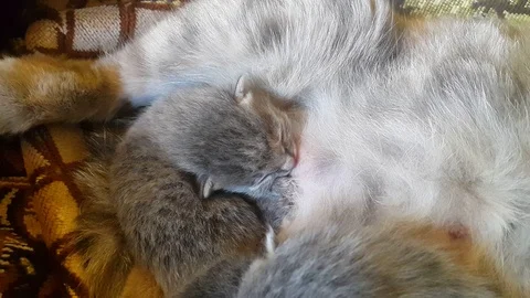 The baby cat Stock Footage 106865789
