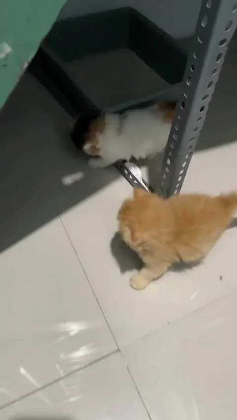 Baby cat Stock Footage 210422602