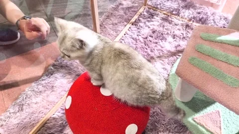 Baby cat Stock Footage 320281429