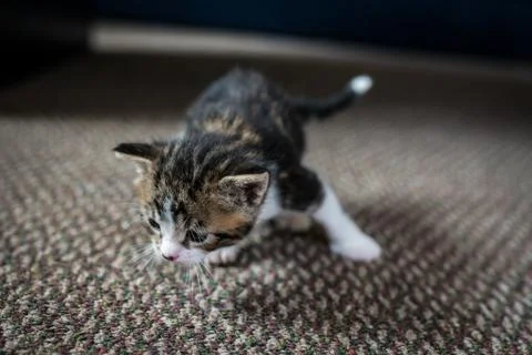Baby cat having fun Stock Photos