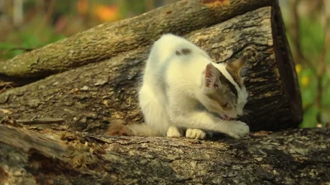 Baby cat (kitten) Stock Footage 169885625