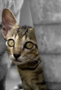 Baby Cat. Stock Photos