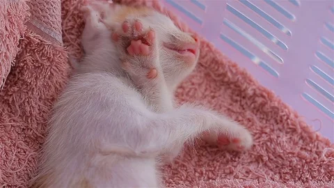 Baby cat sleeping Stock Footage 80978622