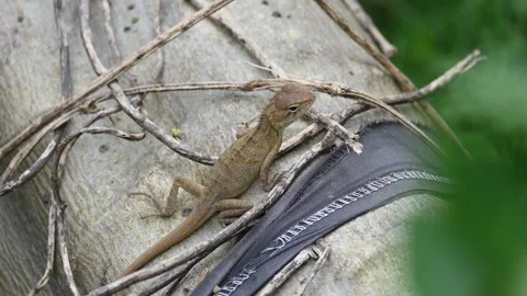 Baby Chameleons. Stockbeeldmateriaal 289062649