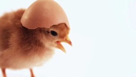 Baby Chick with egg on head Stock Footage 83645812