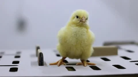 Baby Chick, First Steps Stock Footage 10294394