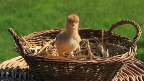 Baby Chick Stock Footage 7555655