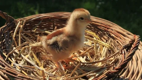 Baby Chick Stock Footage 7558281