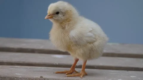 Baby chick Stock Footage 330044897