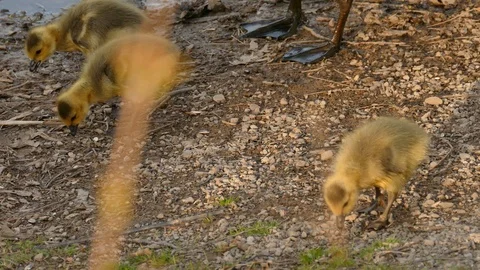 Baby chick goose feeding on tiny bits on the ground near their larger parent Video stock 100451267