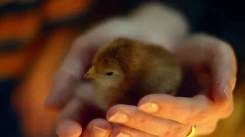 Baby Chick in hand Stock Footage 10859340