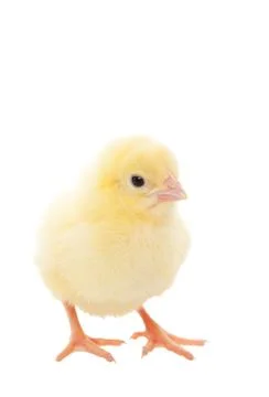 Baby chick Stock Photos