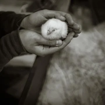 Baby chick Stock Photos