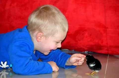 Baby with chick Stock Photos