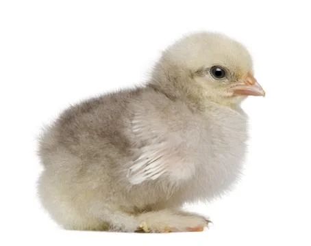 Baby chick standing in front of white background Stock Photos