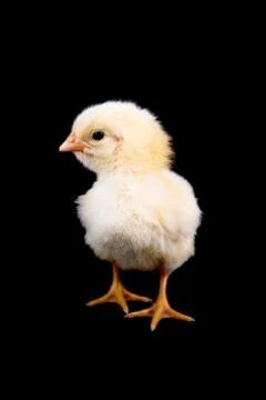 Baby Chicken on Black Stock Photos