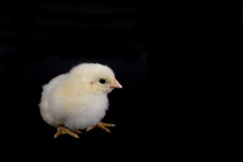 Baby Chicken on Black Stock Photos