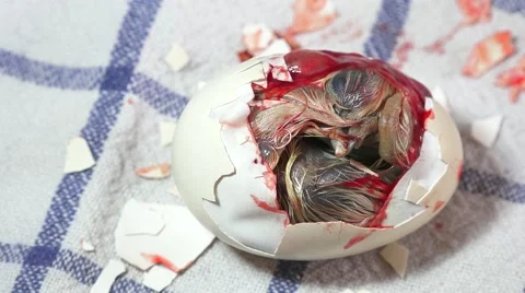 Baby Chicken. The breaking of the eggshell Stock Footage 62739235