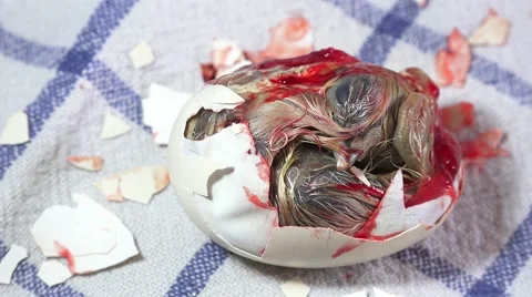 Baby Chicken. A chick breaks the eggshell Stock Footage 62739408