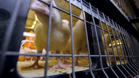 Baby chicken at chicken farm. Poultry indoors. Stock Footage