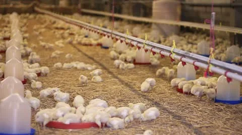 Baby Chicken Video stock 12578846