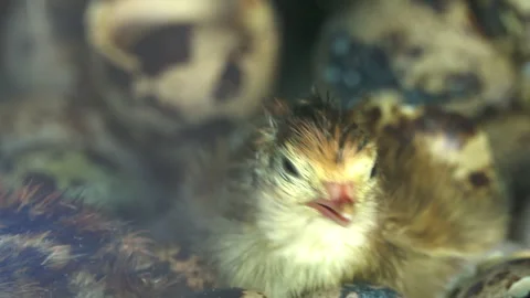 Baby chicken 스톡 동영상 291301394