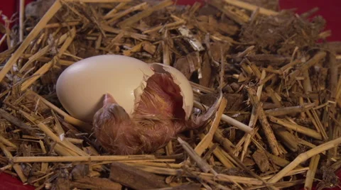 Baby Chicken Hatching Stock Footage 67645656