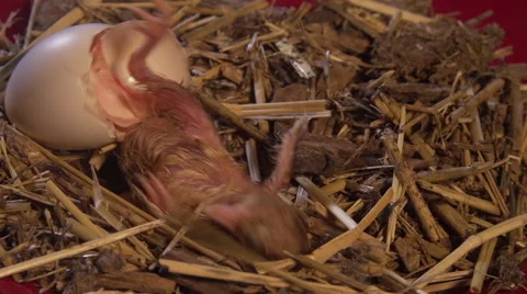 Baby Chicken Hatching Stock Footage