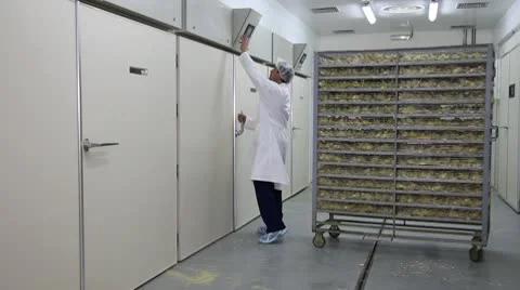 Baby chicken in incubator Stock Footage