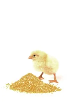 Baby Chicken Stock Photos