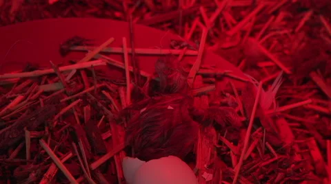 Baby Chicken Resting Stock Footage