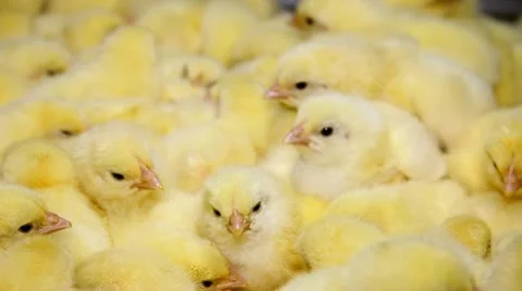 Baby chicken, small and very beautiful Stock Footage