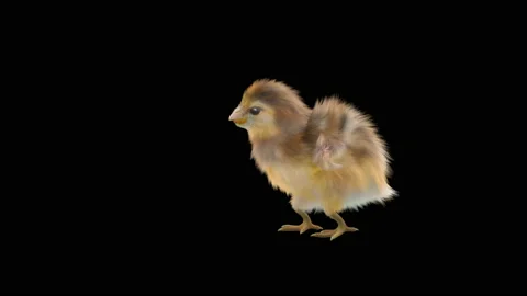Baby Chickens, with Alpha matte. 库存影片 146475686
