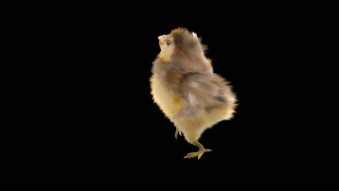Baby Chickens, with Alpha matte. Stock Footage 147617954