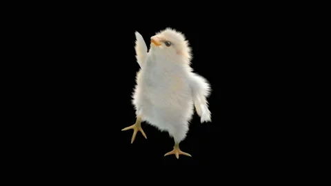 Baby Chickens, with Alpha matte. 库存影片 147617962