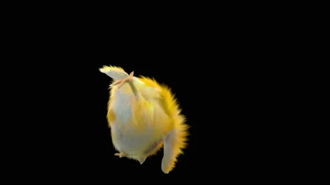 Baby Chickens, with Alpha matte. 库存影片 154422853