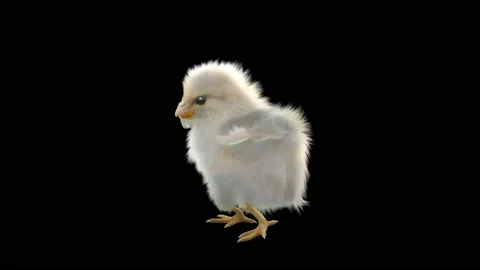 Baby Chickens, with Alpha matte. 動画素材 157325614