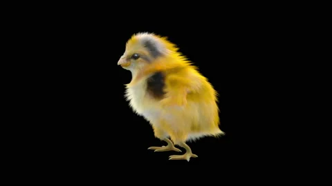 Baby Chickens, with Alpha matte. Stockbeeldmateriaal 157366266