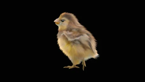 Baby Chickens, with Alpha matte. Vídeo Stock 157366296